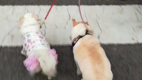 White dogs walking across crosswalk