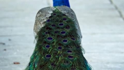 PEACOCK 3