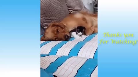 Funny cats and dogs