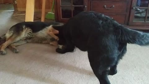 German shepherd wrestling part 2