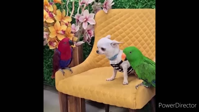 Cute & Funny Animals Videos 🐕🦺 Pets, Dogs & 🐱 Cats Compilation 2022