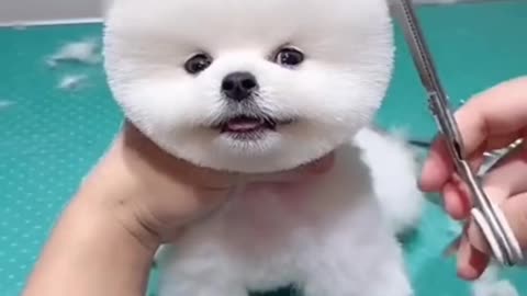 Cute puppy make it fun 🤣