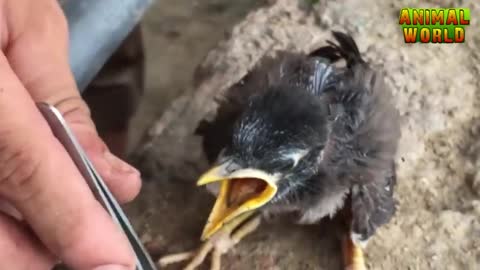 Baby bird feeding and raising / How to feed a nest fall out baby bird