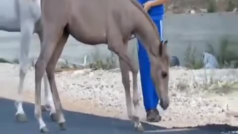 Beautiful Horse Funny Video ☆