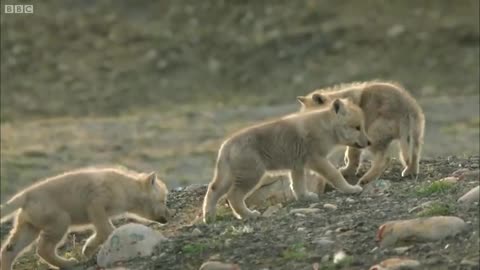 World's Cutest Baby Animals | BBC Earth