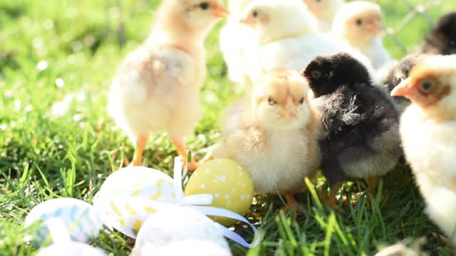 🔴Baby chick cute chikling😍🤗