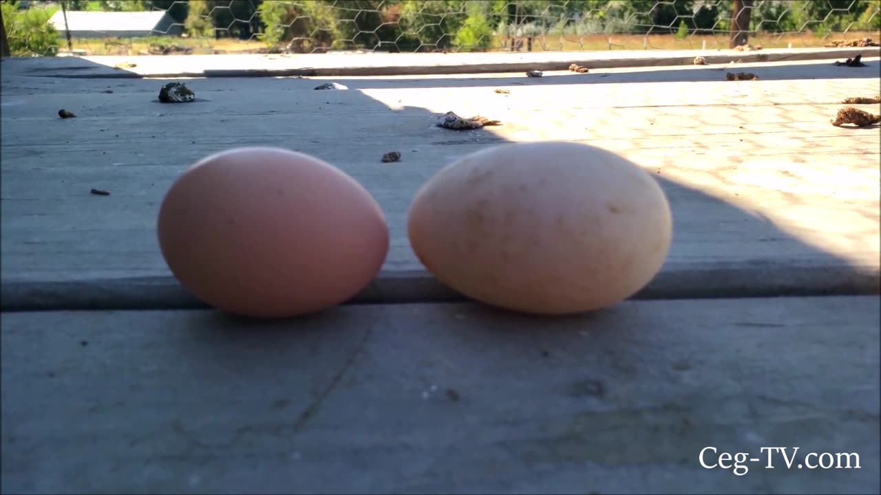 Graham Family Farm: Duck Egg?