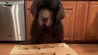 Newfoundland plays whack-a-mole with tasty treat