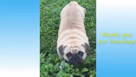 Funny cute pets tiktok youtube 2021 |