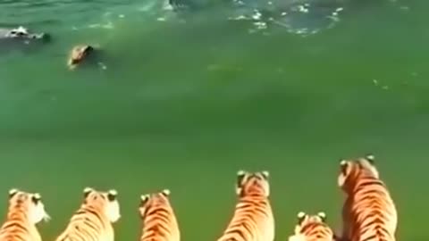 Many Tigers VS Many Crocodiles