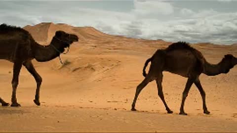 Camels in the desert looking