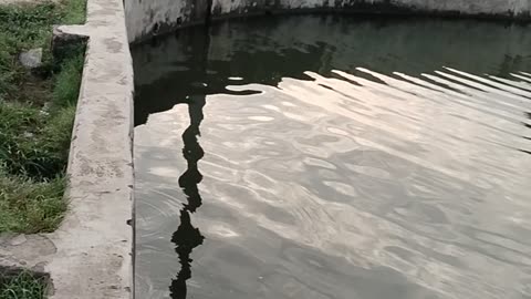 Bangladeshi pond