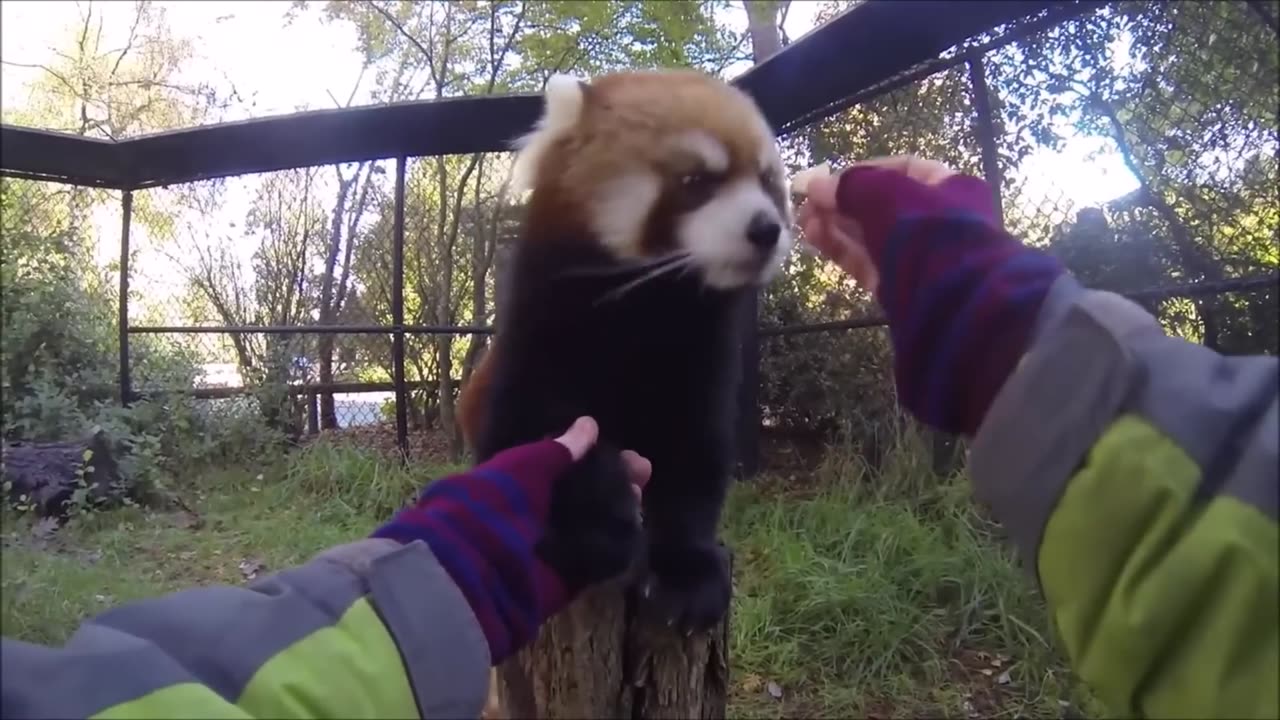 Most Adorable Red Panda Moments - A Compilation of Cuteness!