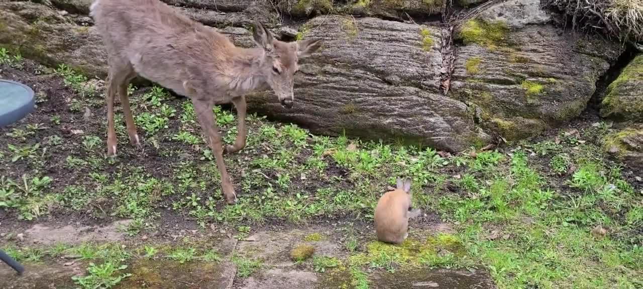 Fawn listens to human's advice to be gentle to bunny rabby