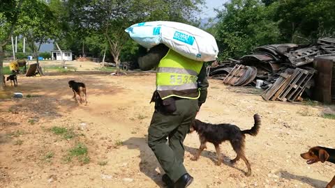 En la tierra, los perros sin hogar fueron también beneficiados con la labor de los uniformados.