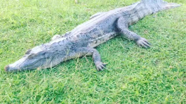 crocodile - Guyane française 🇬🇫