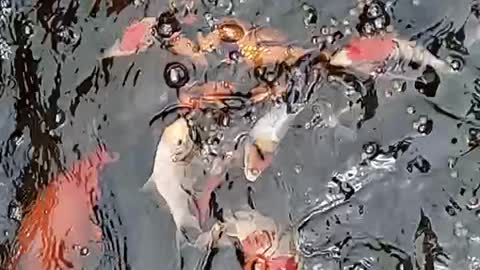 Feeding Koi Fish