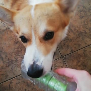 Dog picks up his toy bone