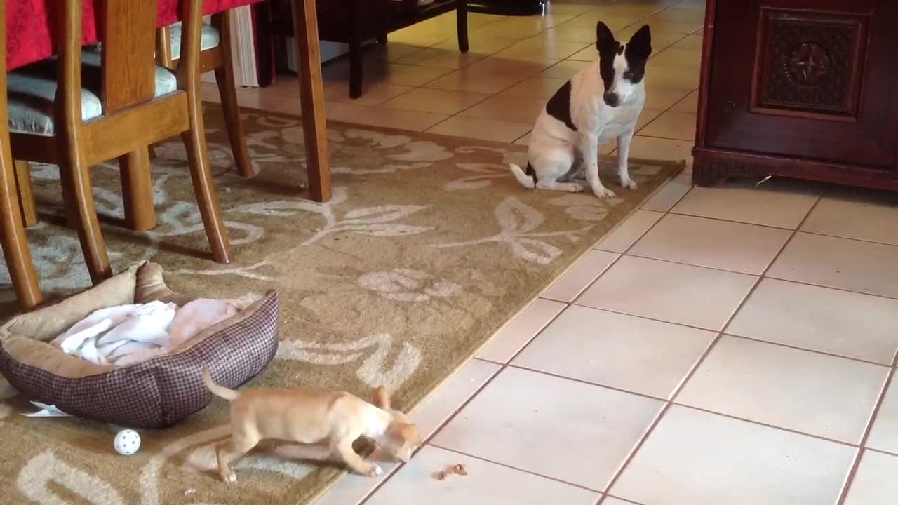 Buttercup first visit