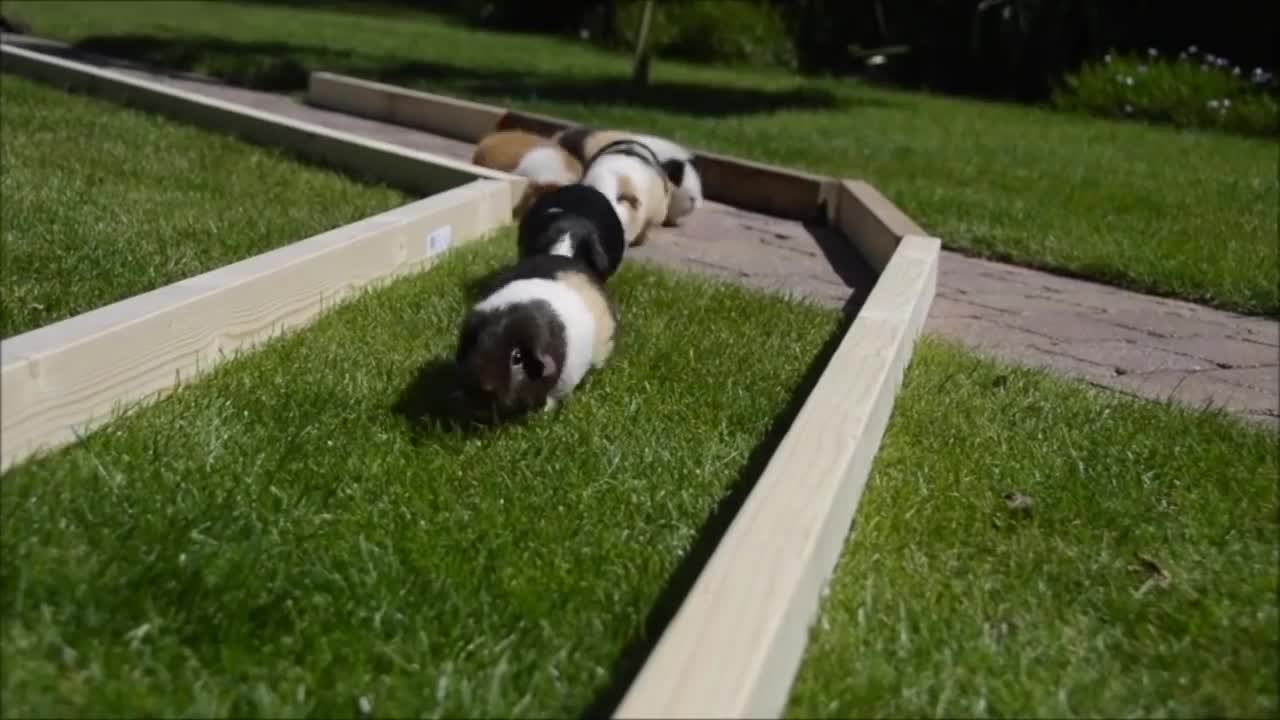 Funny Guinea Pig Olympics