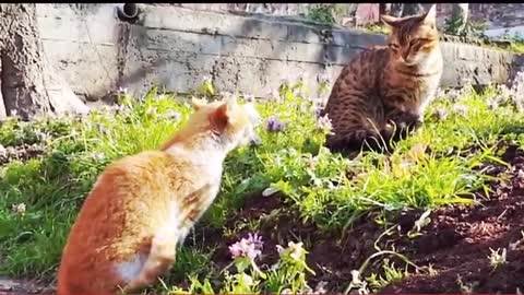 Crazy cat compilation video