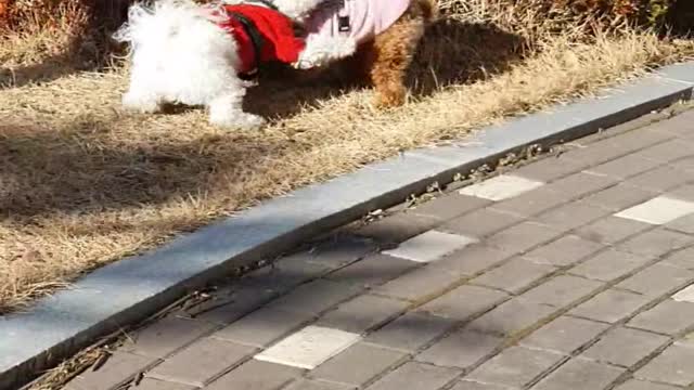Dog in a running match