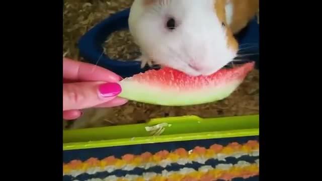 Funny_And_Cute_Guinea_Pig_Videos_#2_-_Compilation_2022