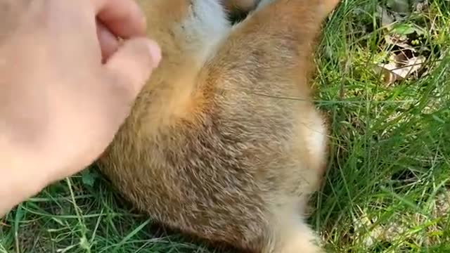 PATTING a Sleeping WILD FOX!!