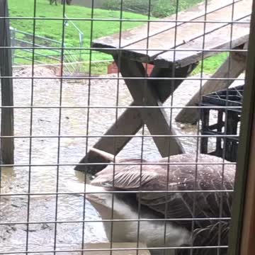 Mother goose is not allowed indoors 🤣