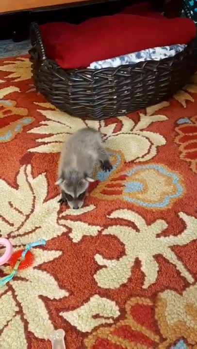 Koopur-Our Pet Raccoon- Finding His Walkability! (part 2 of 2)