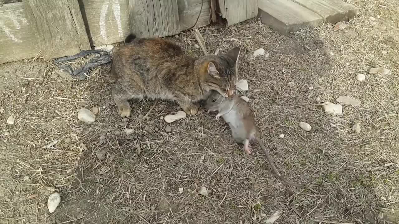 Cat fight with a rat_2