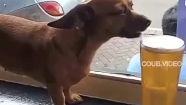 Drunk dog dancing