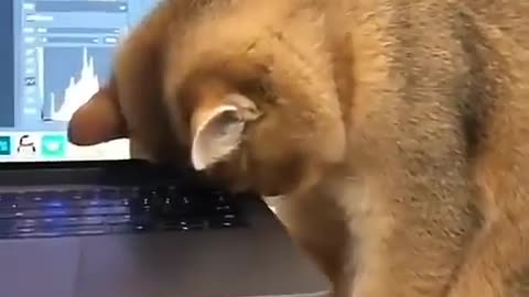 cute cat Work From Home 😁