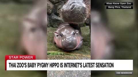 Thailandbabypygmyhippothailandbangkok