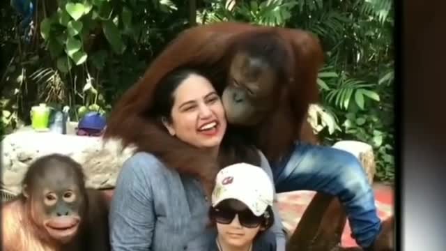 Funny Chimpangi. so funny. Must watch