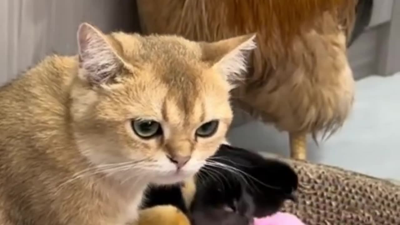 The lovely cat teaches the cock how to take care of the chicken! Cute and funny animals😽🐥🐥🐥