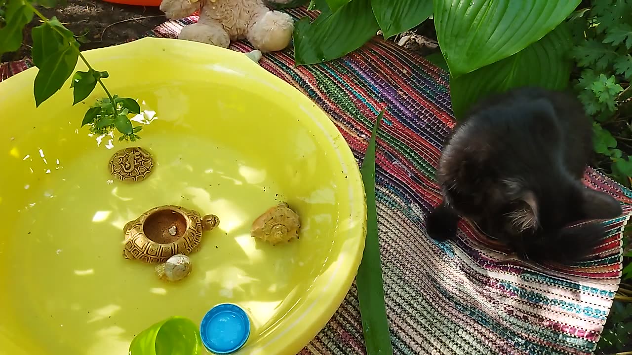 Black kitten Maks continues to play with toys in the water