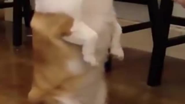 Cute Corgi Puppy Training