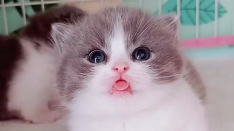 Cute Kittens Meowing Compilation