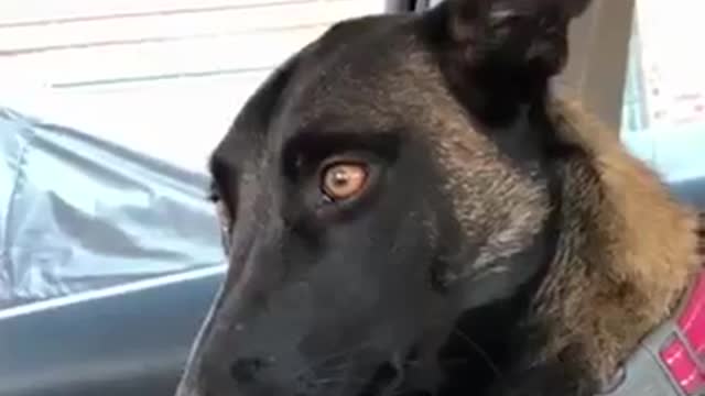 Videos que no podrás dejar de reírte