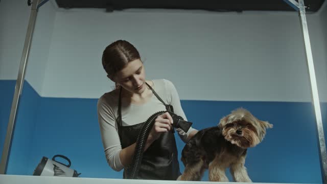 I give the dog a bath