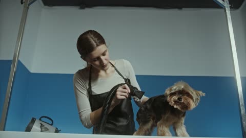 I give the dog a bath