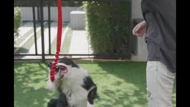 Dog is Playing the Dog Tie#cat