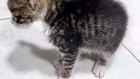 Cat lover