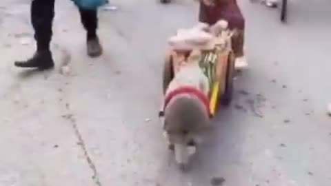 Funny dogs #going market #shorts