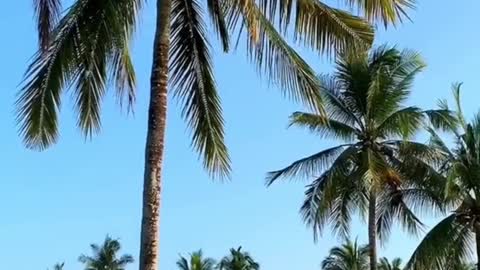 Coconut island scenery beauty paradise on earth