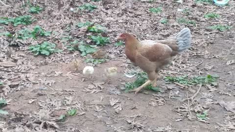 Malay mama teaching chicks to hunt.