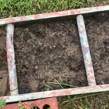 Planting Squash Over Cardboard