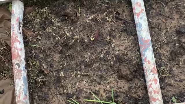 Planting Squash Over Cardboard