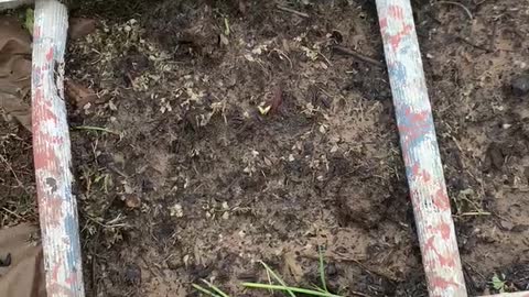 Planting Squash Over Cardboard